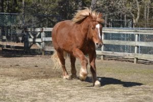 Jersey Shores Favorite Zoo to Reopen Friday