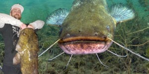 Man catches record 56 pound catfish in pennsylvania