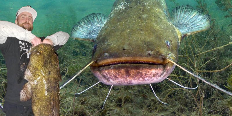 Man Catches Record 56 Pound Catfish in Pennsylvania