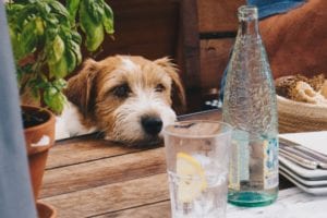 Pennsylvania fast tracking outdoor liquor license permits