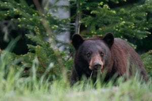 Is that a bear in your swimming pool?