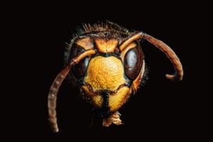 Murder hornets not biggest insect threat to northeast in 2020, here's what is