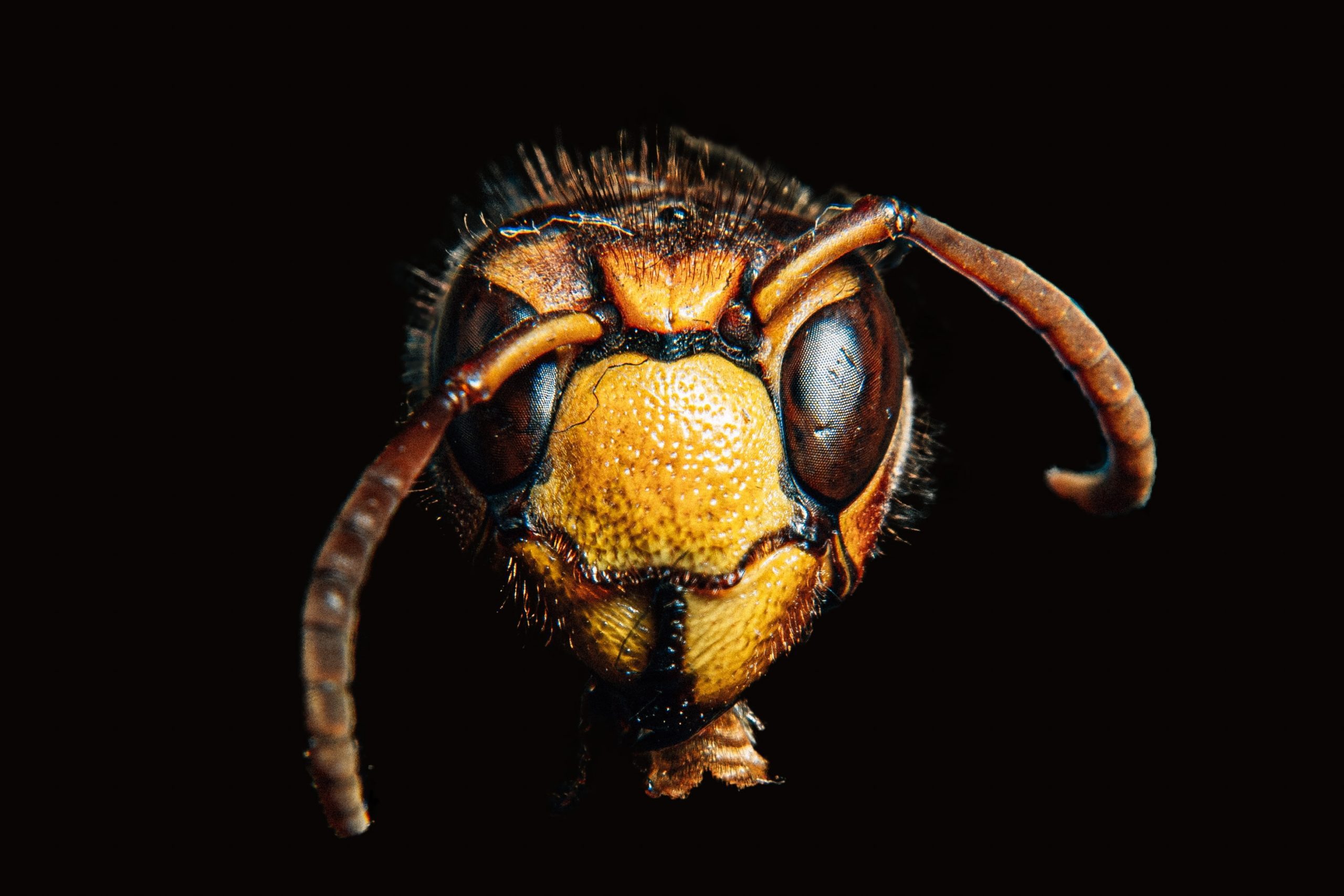Murder Hornets Not Biggest Insect Threat to Northeast in 2020, Here's What is