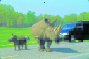 Take a wild safari father's day drive through