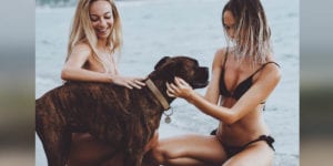 Wildwood: the most dog friendly beach resort at the jersey shore