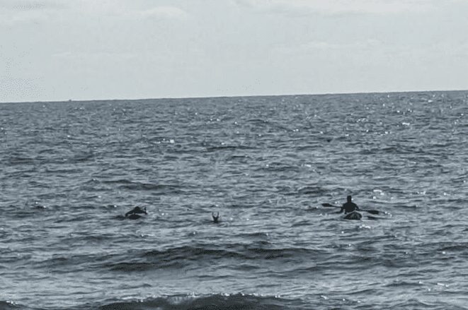 Deer Rescued from Ocean in Long Branch