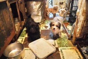 Spca rescues 60 dogs from horrendous and disgusting home in belford