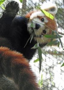 Cape may county zoo announces new rules to encourage health and safety of visitors