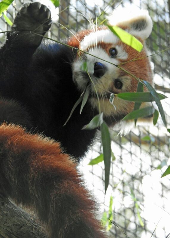 Cape May County Zoo Announces New Rules to Encourage Health and Safety of Visitors