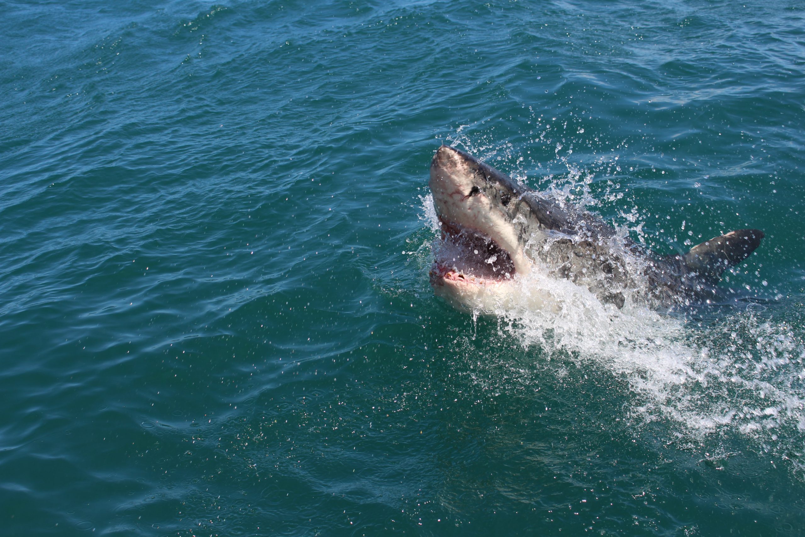 Shark Week Returns to Discovery Channel