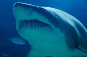 Woman attacked, killed by shark
