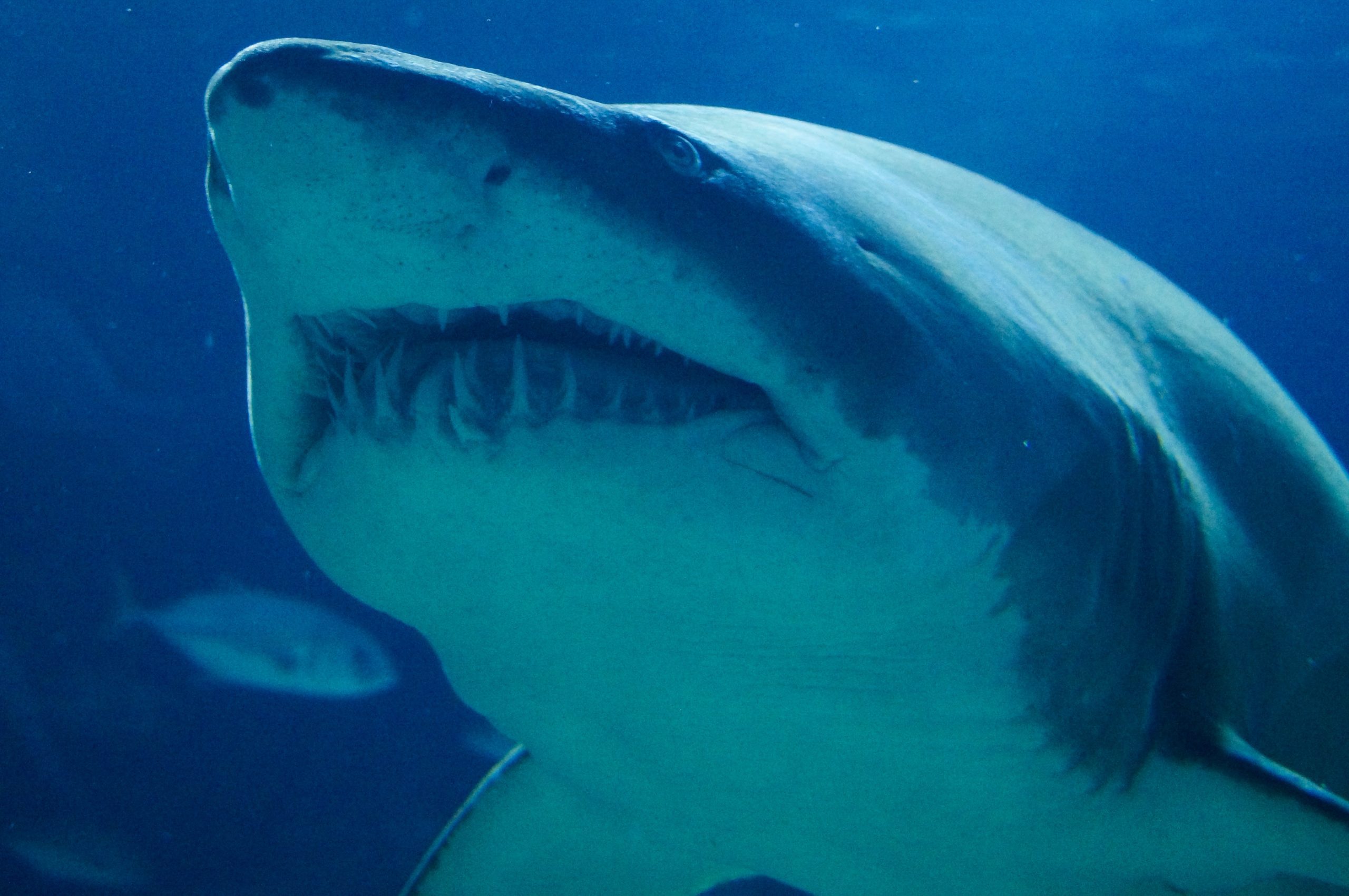 Woman Attacked, Killed by Shark