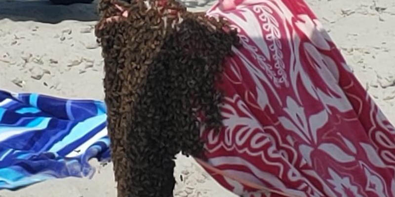 Watch: Bees Swarm Jersey Shore Beachgoers