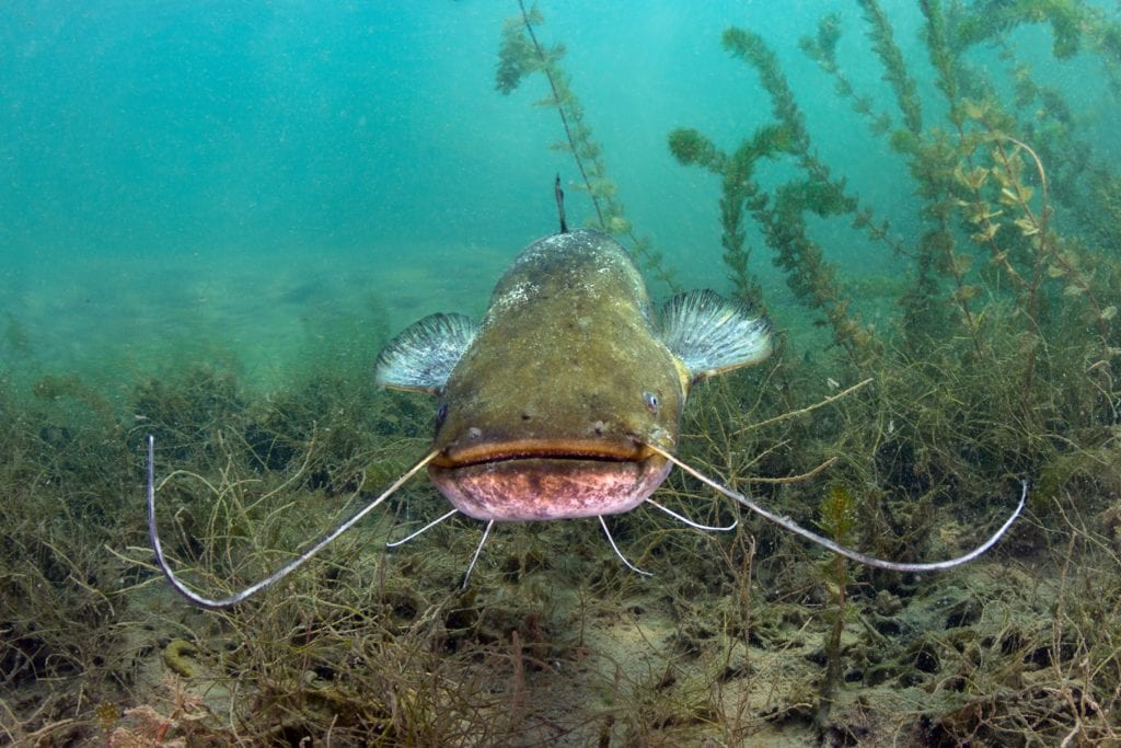 What i learned dealing with catfish - photo licensed by shore news network.