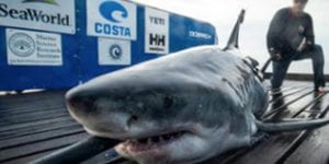 10 foot long great white shark spotted off atlantic city coast