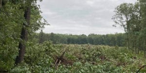 Clear cutting for new 109 acre, 189 home development begins in jackson