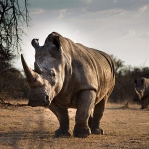 Irishman sentenced for illegal trafficking of rhino horns
