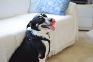 Don't forget your pet as you transition back to work after covid-19