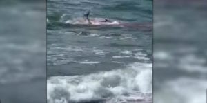 Video: frenzied shark attack caught on video just a few feet from the beach at the jersey shore