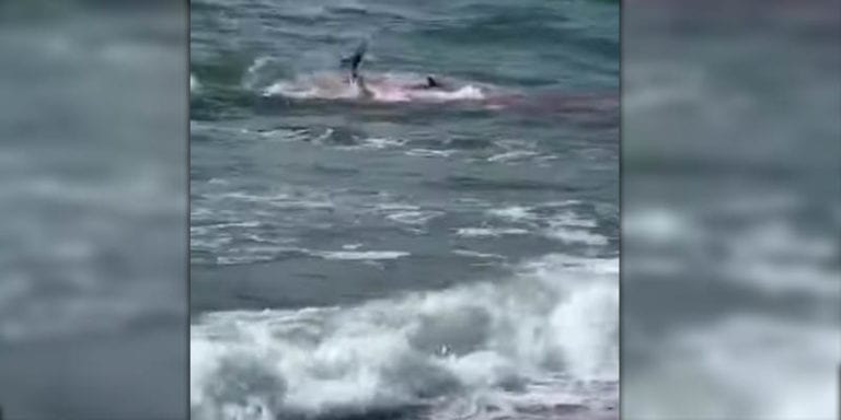 Video: frenzied shark attack caught on video just a few feet from the beach at the jersey shore - photo licensed by shore news network.