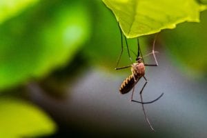 Judy persichilli warns about west nile virus at covid-19 briefing