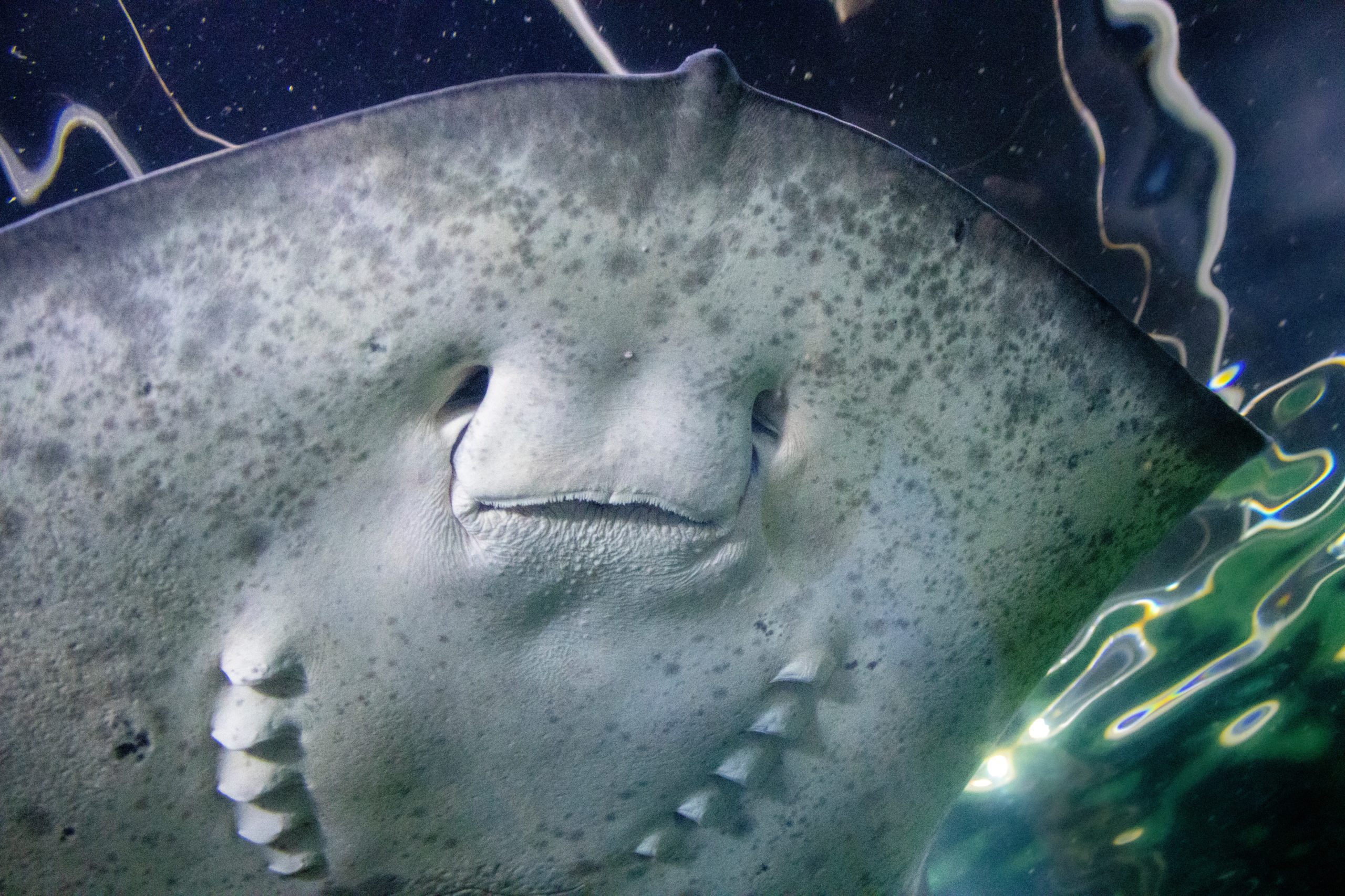 Stingray Attack Sends One to Hospital at Island Beach State Park