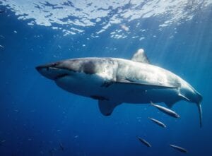 Great white shark spotted off coast of sconset beach, nantucket