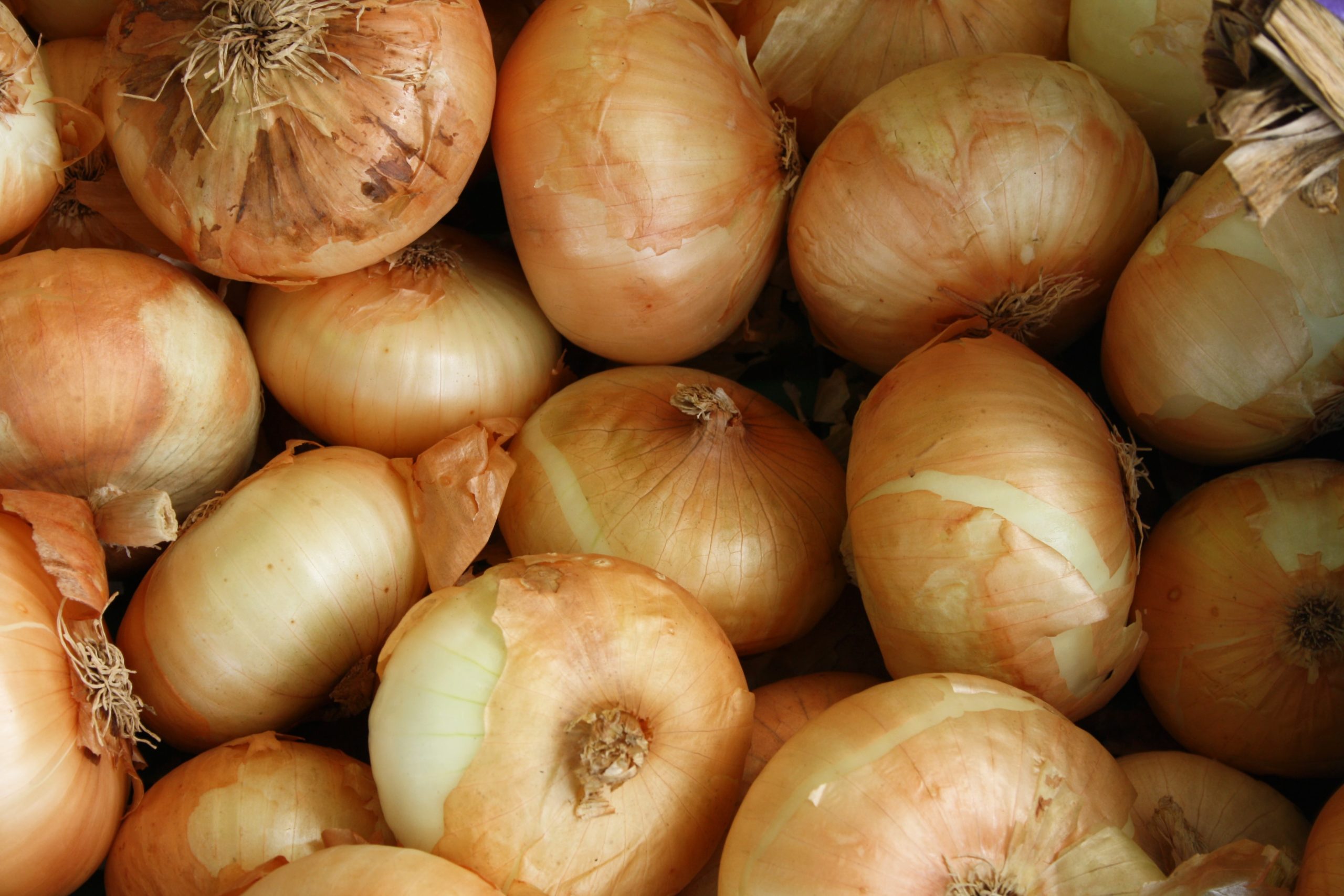 Over 300 Sick Nationwide With Salmonella Tied to California Onion Packager