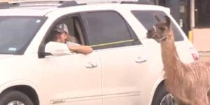 Watch: lucky llama survives hurricane laura