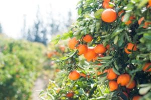 Wegmans valencia oranges sold in nj recalled for listeria, could be fatal to young children