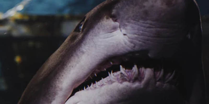 Warning: Bull Sharks Sighted in Jersey Shore Waterway