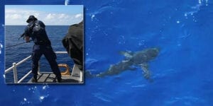 Watch as coast guard shoots at 8-foot-long shark threatening swim party