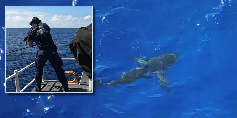Watch as Coast Guard Shoots at 8-foot-long Shark Threatening Swim Party