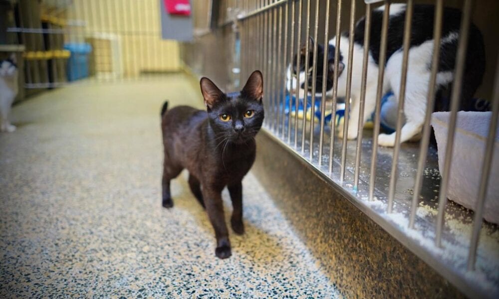Twenty Abandon Cats Being Rehabilitated at Monmouth County SPCA, Quarantined for Virus Outbreak