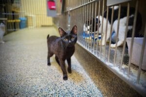 Twenty abandon cats being rehabilitated at monmouth county spca, quarantined for virus outbreak
