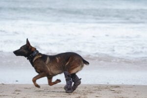 This army k-9 charged through a hail of bullets to take down al qaeda gunner, saved his human comrades