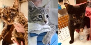 $1,000 reward offered to help solve animal cruelty cases in new jersey