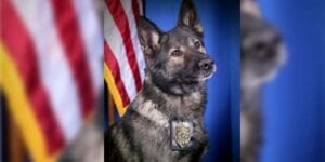 R. I. P. Gunnar, beloved toms river police k-9 passes