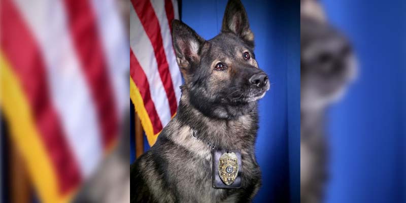 R.I.P. Gunnar, Beloved Toms River Police K-9 Passes