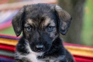 Howell woman who burned stolen puppies in fire pit apprehended by u. S. Marshall's service