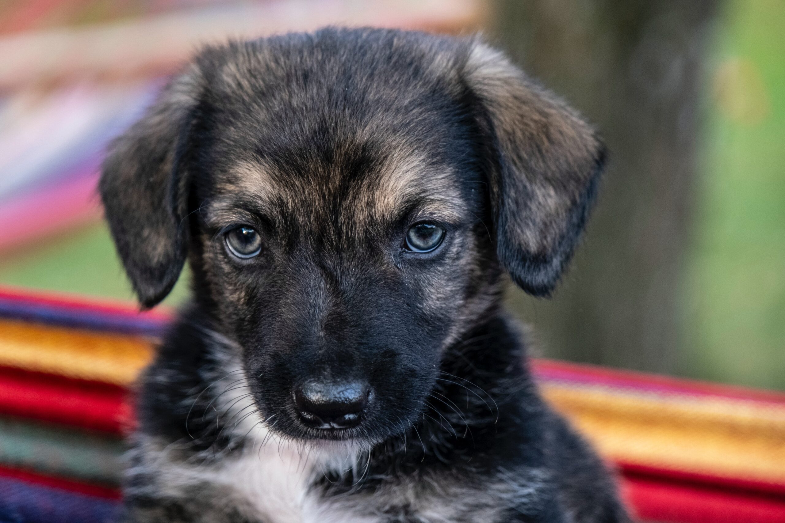 Howell Woman Who Burned Stolen Puppies in Fire Pit Apprehended by U.S. Marshall's Service