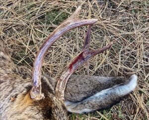 Woman charged after pet deer gores female neighbor