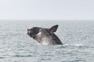 Large whale stuck in fishing nets off jersey coast in "poor condition"