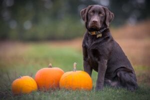 How to pick the perfect halloween pumpkin