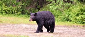Murphy to end new jersey black bear hunt in 2021