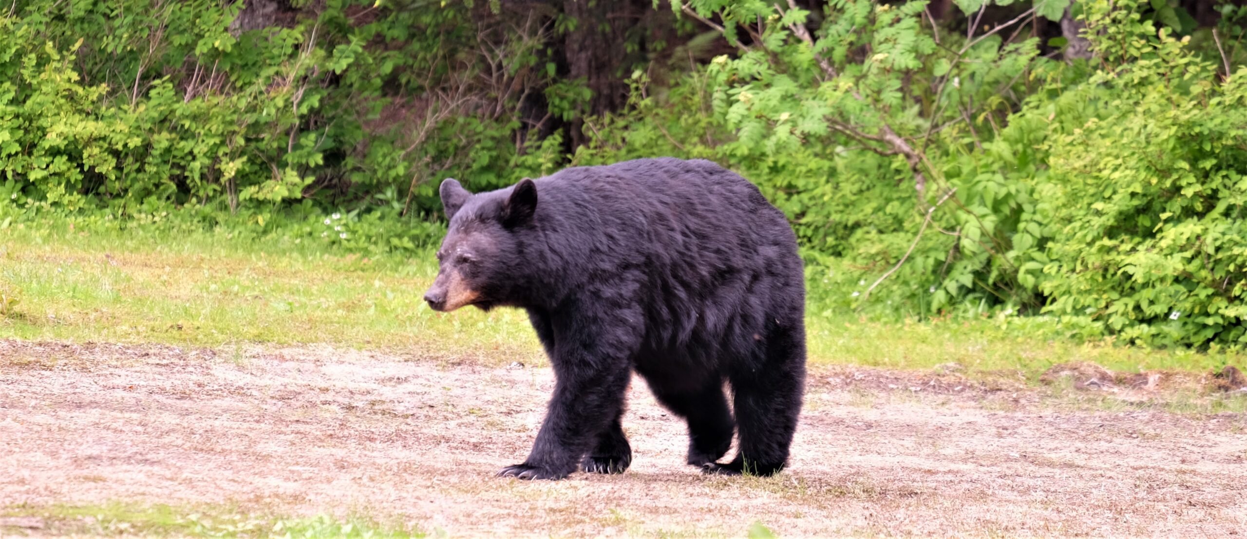 Murphy to End New Jersey Black Bear Hunt in 2021