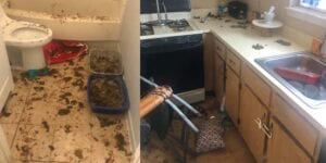 Monmouth spca rescues 30 cats from feces covered abandoned home