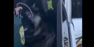Police capture goat "on the lamb" near citrus high school, another remains at large