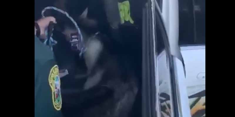Police Capture Goat "On the Lamb" Near Citrus High School, Another Remains At Large