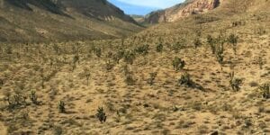 Pasadena man kidnapped chinese man, dumped his body in mojave desert